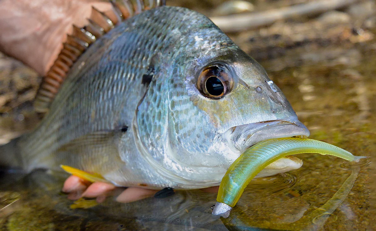 Fish and Save -Fish and Save